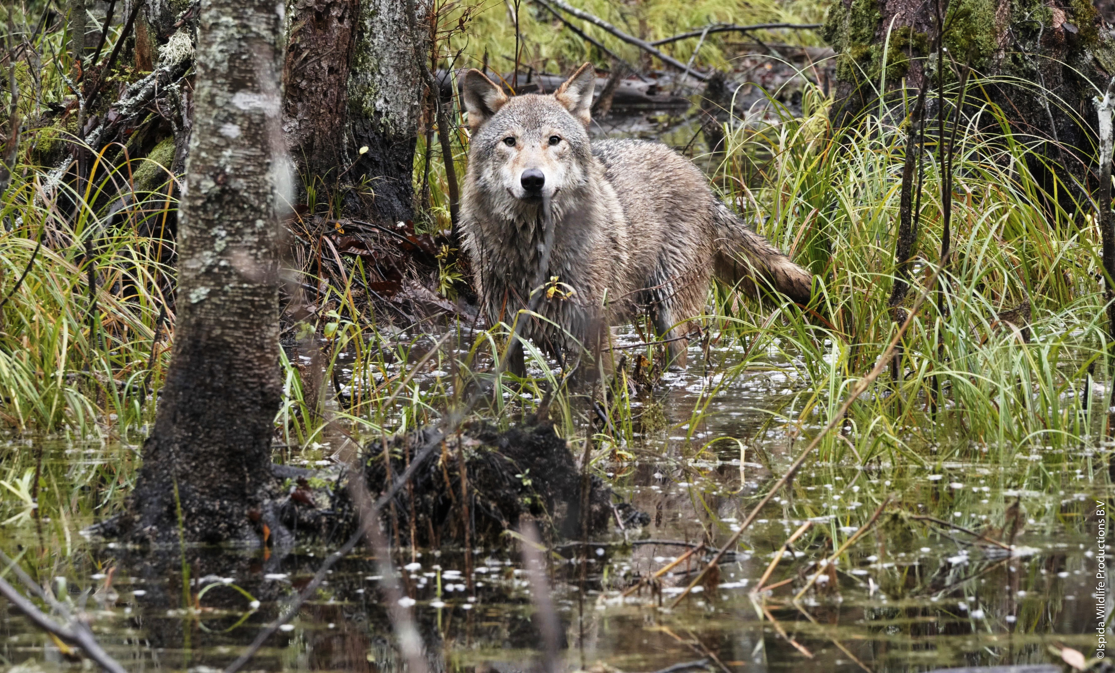 Ein Wolf steht im Wald und schaut direkt in die Kamera